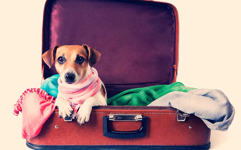 Traveling to/from Puerto Vallarta with pets - PV Paradise Rentals